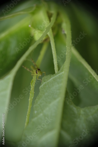 Close up of little green grashopper eating leaf.
