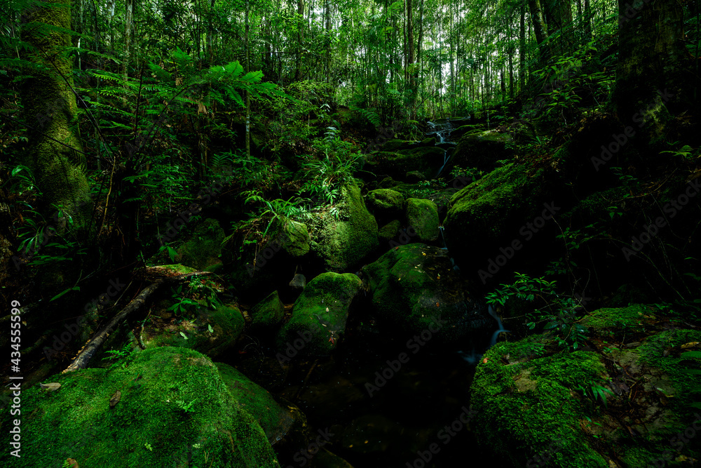 Beautiful forest in nation park, Thailand