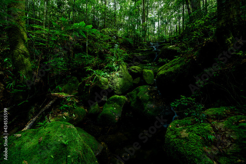 Fototapeta Naklejka Na Ścianę i Meble -  Beautiful forest in nation park, Thailand
