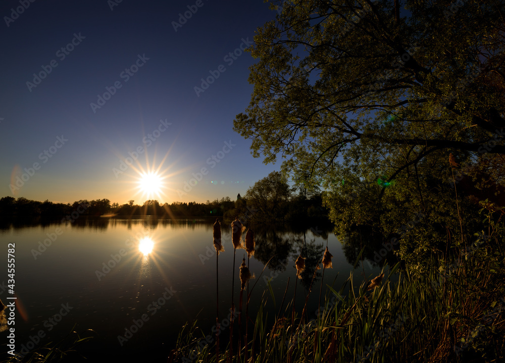Fototapeta premium zachód słońca nad stawem z łodygami na pierwszym planie