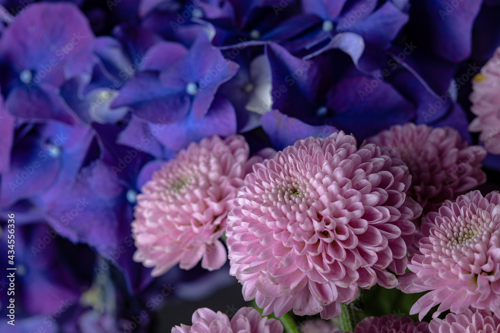Pink Dahlias flowers and purple hydrangea flower bouquet on a black background Pink Dahlias flowers and purple hydrangea flower bouquet on a black background