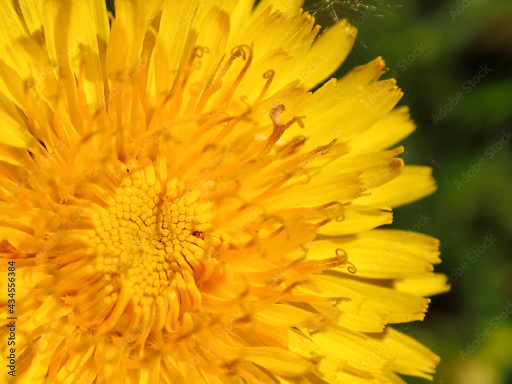 Blooming yellow dandelion flower. Close-up. Macro. Spring summer background. Enjoying nature concept Blooming yellow dandelion flower. Close-up. Macro. Spring summer background. Enjoying nature concept