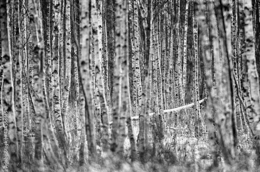 Obraz premium Birch forest in winter time