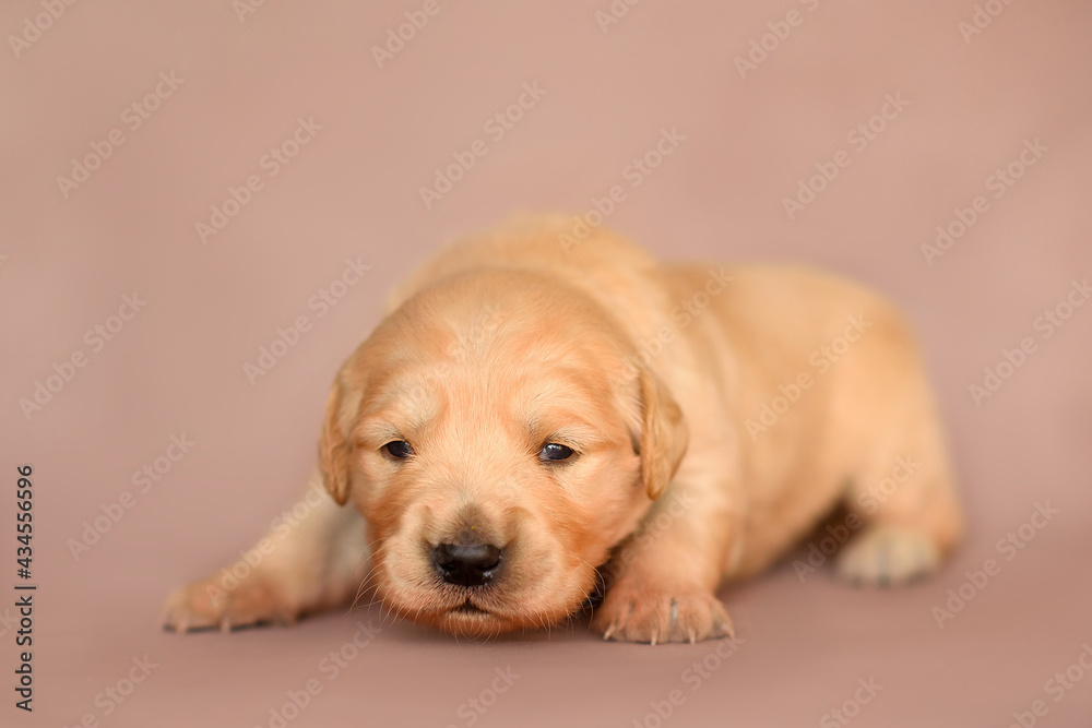 Cute little newborn golden retriever labrador puppy, 2 weeks sitting  isolated on background