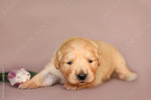 Cute little newborn golden retriever labrador puppy  2 weeks sitting with tulip isolated on background