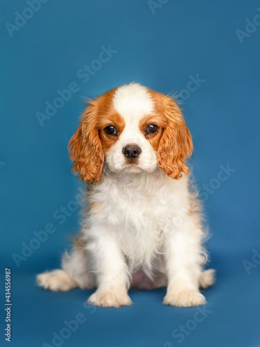 Cavalier King Charles Spaniel, 3 months old, sitting against blue background, isolated 