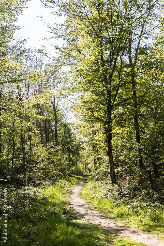 footpath in the forest footpath in the forest
