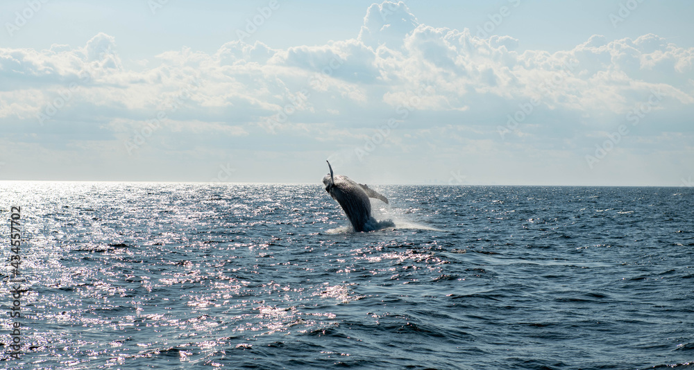 Fototapeta premium Whale in the Atlantic Ocean