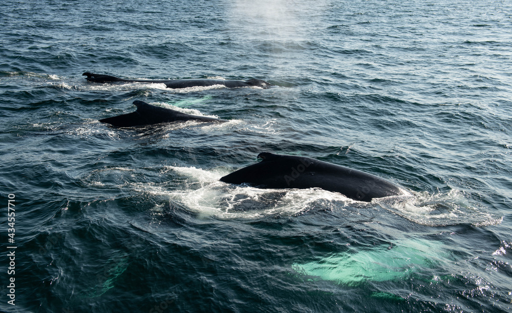 Fototapeta premium Whale in the Atlantic Ocean