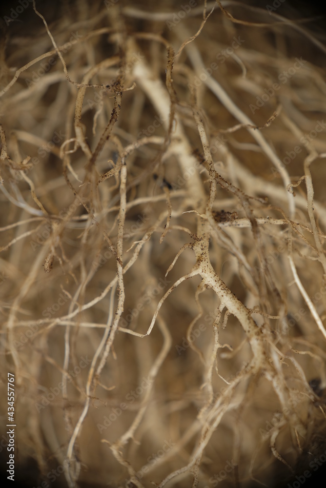 Close up of sunflower roots in the garden. Close up of sunflower roots in the garden.