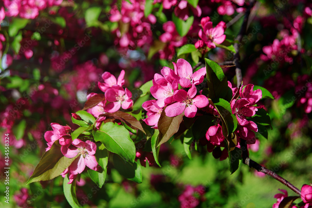 Blossoming pink apple tree. Ornamental malus or crab apple-tree in bloom. Spring background. Blossom time. Blossoming pink apple tree. Ornamental malus or crab apple-tree in bloom. Spring background. Blossom time.