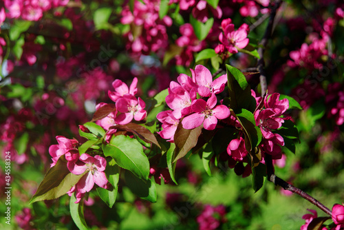Obraz na płótnie Blossoming pink apple tree. Ornamental malus or crab apple-tree in bloom. Spring background. Blossom time. w salonie