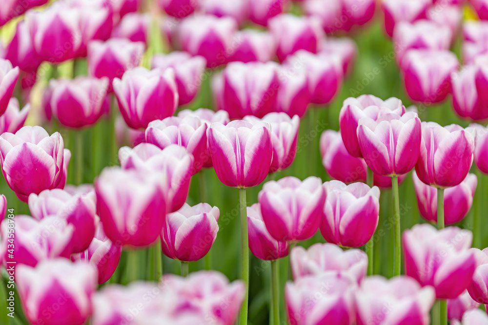 Multi-colored bright tulips blossom in a sunny park. Genus of perennial herbaceous bulbous plants of the family Liliaceae Multi-colored bright tulips blossom in a sunny park. Genus of perennial herbaceous bulbous plants of the family Liliaceae