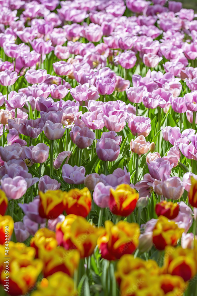 Multi-colored bright tulips blossom in a sunny park. Genus of perennial herbaceous bulbous plants of the family Liliaceae Multi-colored bright tulips blossom in a sunny park. Genus of perennial herbaceous bulbous plants of the family Liliaceae