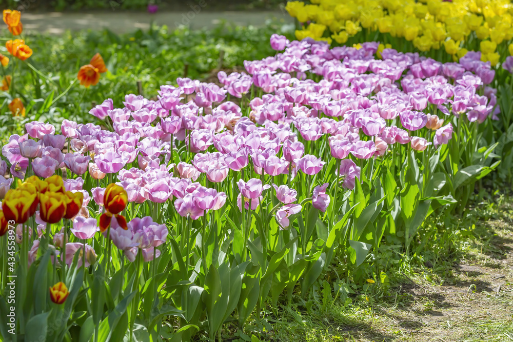 Multi-colored bright tulips blossom in a sunny park. Genus of perennial herbaceous bulbous plants of the family Liliaceae Multi-colored bright tulips blossom in a sunny park. Genus of perennial herbaceous bulbous plants of the family Liliaceae