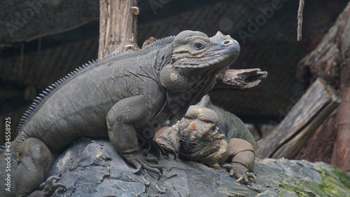 iguana in the zoo © sarocha