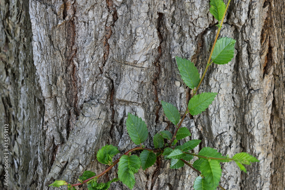 Fototapeta premium green leaves on tree