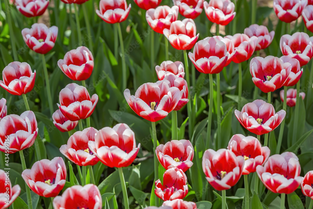 Multi-colored bright tulips blossom in a sunny park. Genus of perennial herbaceous bulbous plants of the family Liliaceae Multi-colored bright tulips blossom in a sunny park. Genus of perennial herbaceous bulbous plants of the family Liliaceae