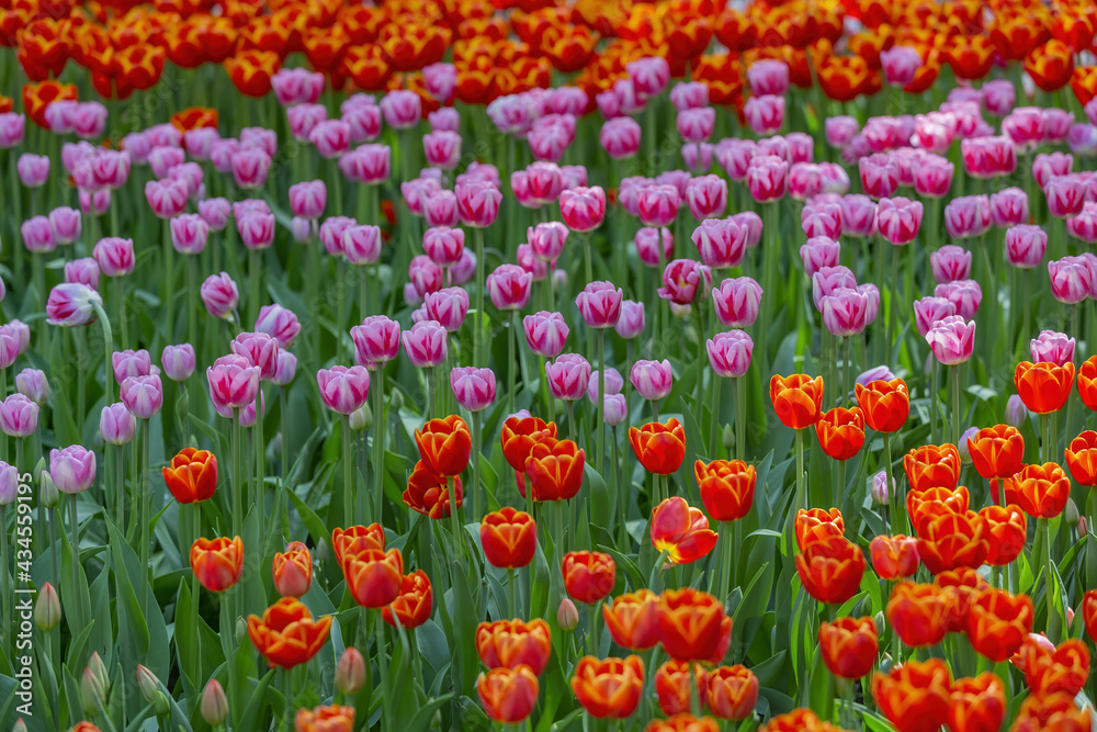 Multi-colored bright tulips blossom in a sunny park. Genus of perennial herbaceous bulbous plants of the family Liliaceae Multi-colored bright tulips blossom in a sunny park. Genus of perennial herbaceous bulbous plants of the family Liliaceae
