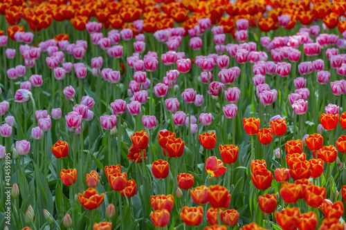 Fototapeta Naklejka Na Ścianę i Meble -  Multi-colored bright tulips blossom in a sunny park. Genus of perennial herbaceous bulbous plants of the family Liliaceae