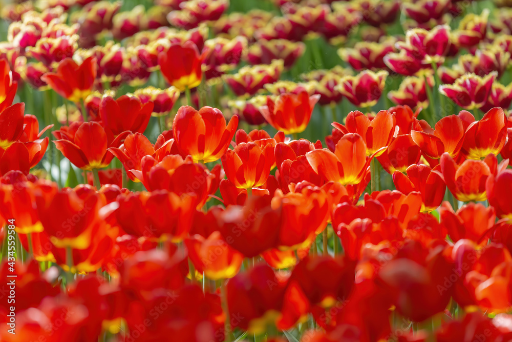 Multi-colored bright tulips blossom in a sunny park. Genus of perennial herbaceous bulbous plants of the family Liliaceae Multi-colored bright tulips blossom in a sunny park. Genus of perennial herbaceous bulbous plants of the family Liliaceae