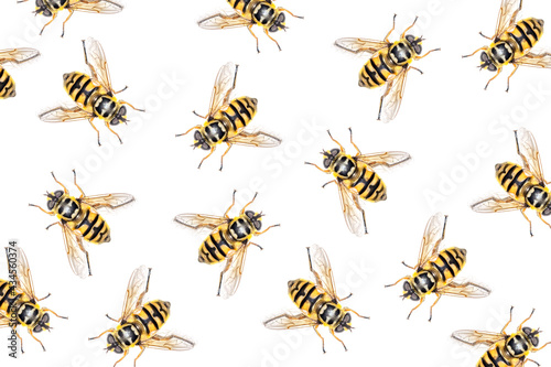 bee pattern on white background,macro insect texture