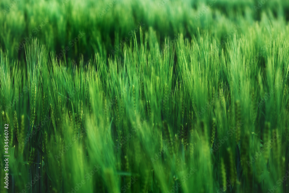 Cultivated green wheat plantation field