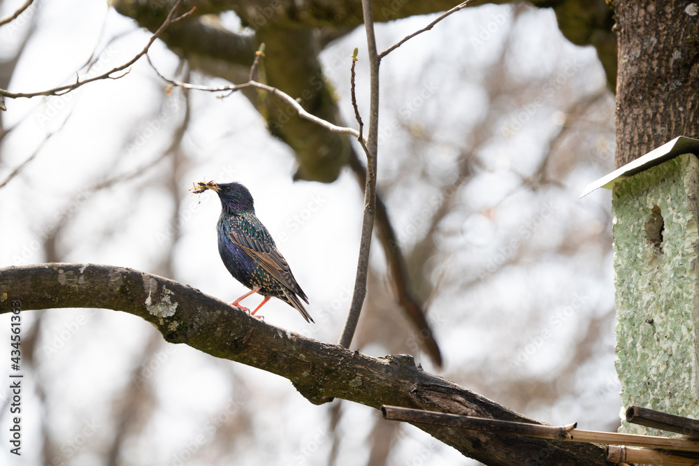 Star vor Vogelhaus auf Baum ist im Begriff seinen Nachwuchs zu füttern Star vor Vogelhaus auf Baum ist im Begriff seinen Nachwuchs zu füttern