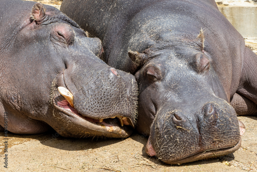 The two Hippopotamuses sleep together in the sun.