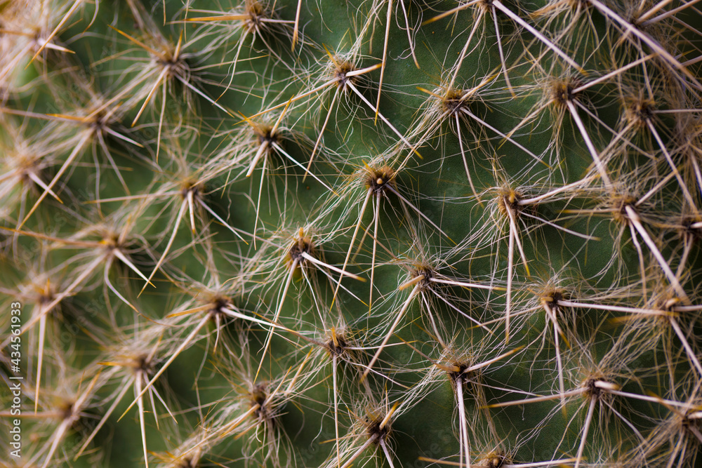 Background cactus close up photo with needles. Background cactus close up photo with needles.