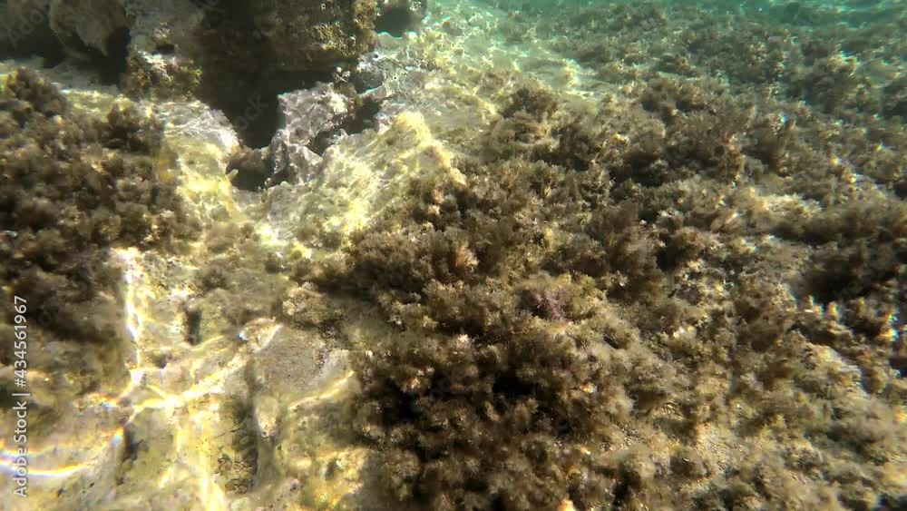 Underwater of a real sea with microscopic animals, planktons and small