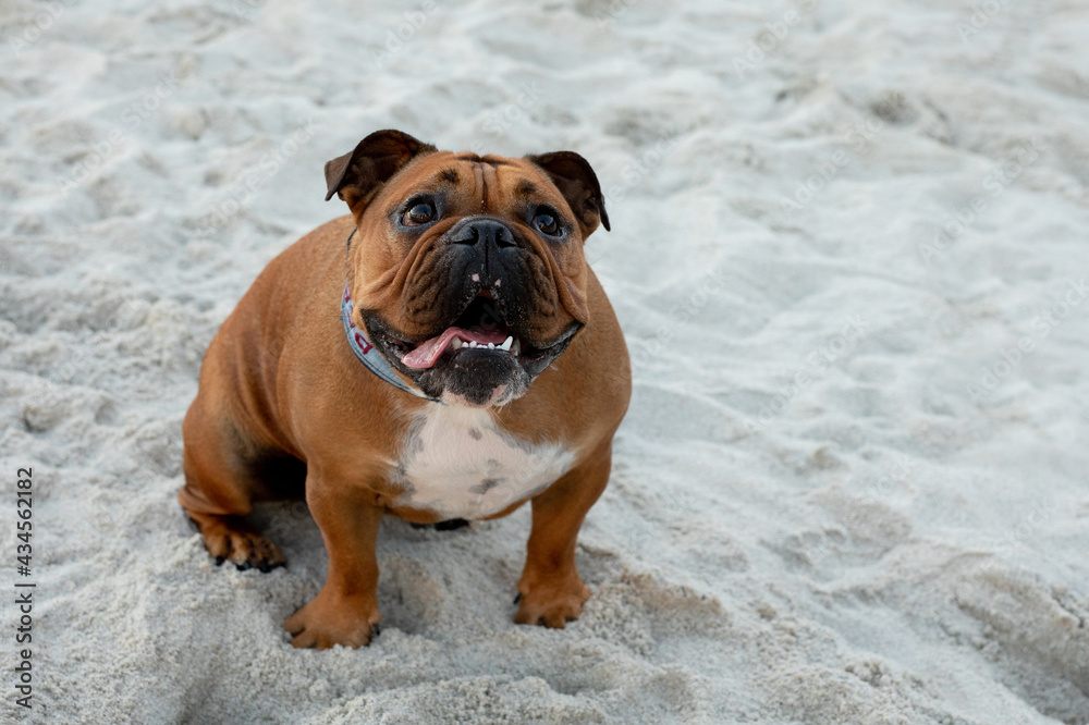 english bulldog puppy on the beach