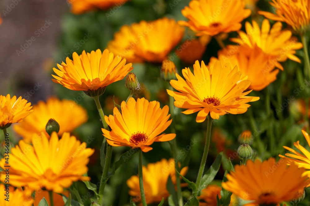 Selective focus of Calendula officinalis with orange petals blossom, Pot marigold flowers with warm yellow colour in the garden, Nature floral background. - obrazy, fototapety, plakaty 