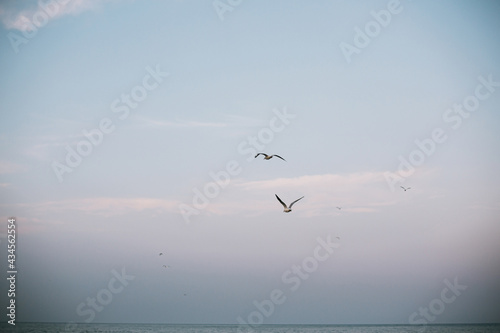 Seagull flying in blue evening sky at sea coast. Sea birds in sunset sky at seashore. Calm peaceful moment. Summer evening. Sea gull