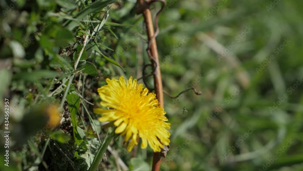 Bee take off dandelion, vertical slow motion.