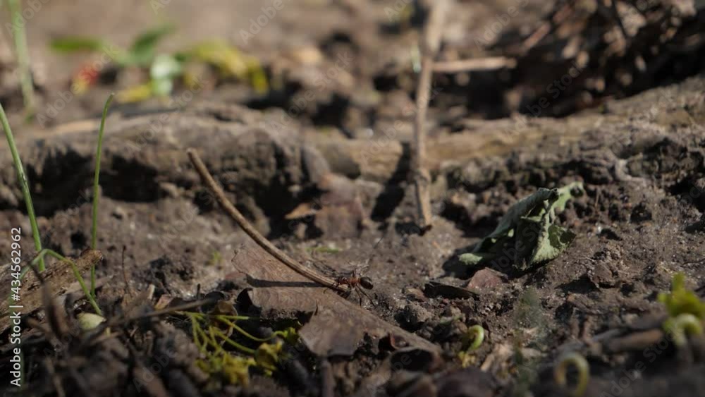 One Ant carry huge stick, shallow focus pan. One Ant carry huge stick, shallow focus pan.