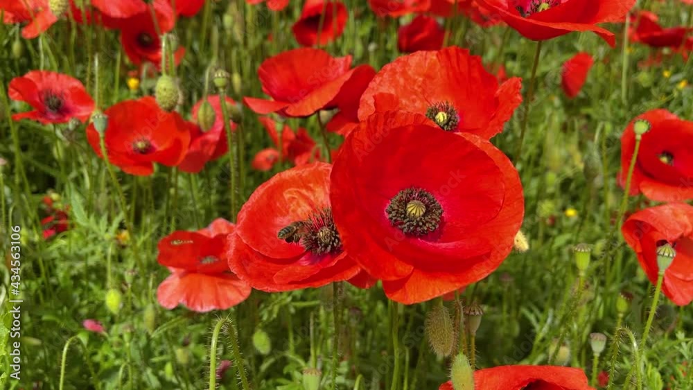 bee flying in wild flowers poppies in slow motion bee flying in wild flowers poppies in slow motion