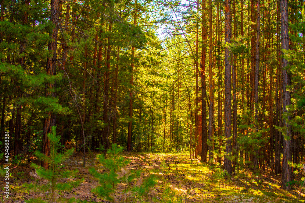 cedar forest and taiga in Siberia Russia 