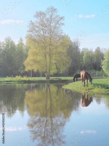 Misty landscape with two horses grazing in green pasture under green birch tree by blue pond on calm and sunny spring day. 