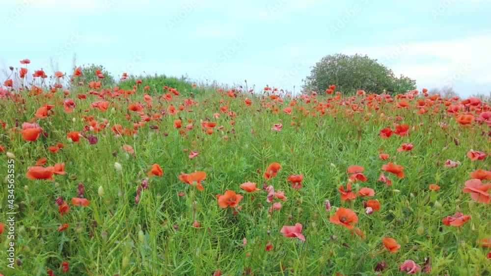Blooming red poppies in summer field by blue sky. Summer landscape whih bright wildflowers growing in meadow Blooming red poppies in summer field by blue sky. Summer landscape whih bright wildflowers growing in meadow