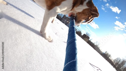 Dog run with stick at snow, see small leaf rolling on frozen snow crust. Playful beagle drop old toy and chase new target. Wide angle action camera attached to end of pole photo