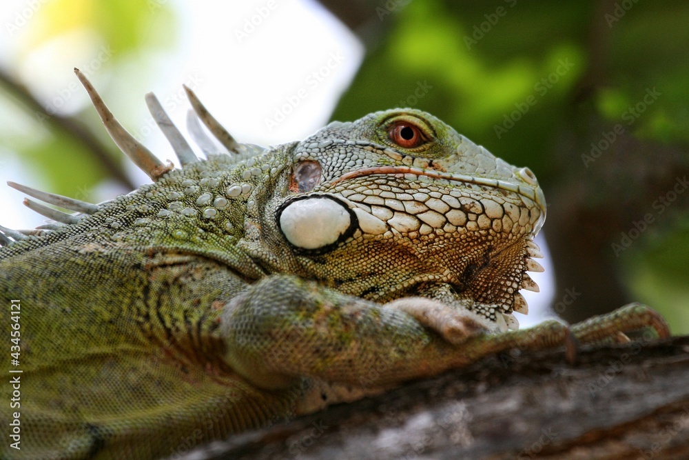 Fototapeta premium iguana on tree