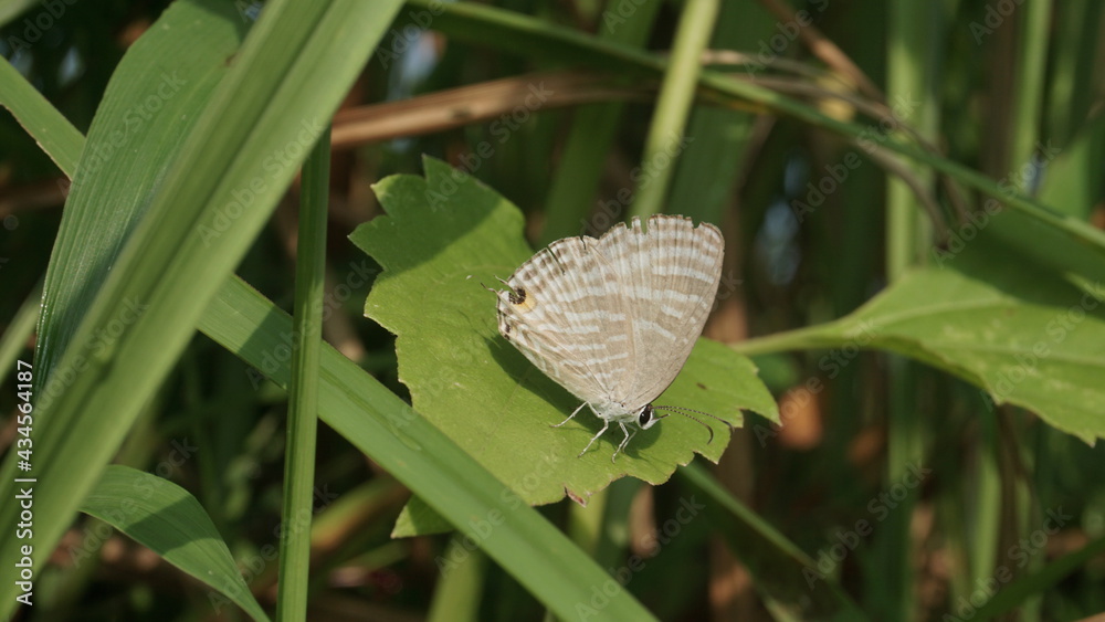 A white striped butterfly is perching on green leaf A white striped butterfly is perching on green leaf