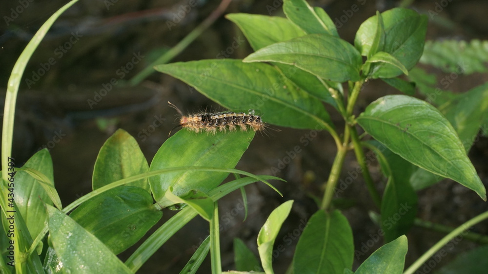 A caterpillar walking on a leaf A caterpillar walking on a leaf