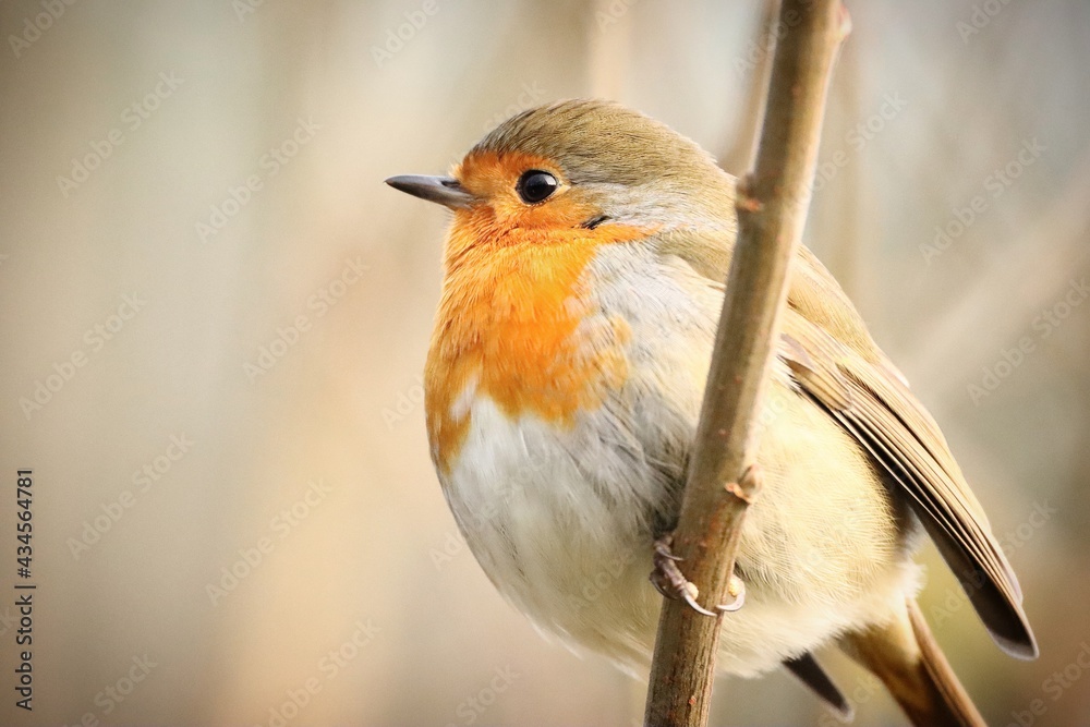 Fototapeta premium robin on a branch
