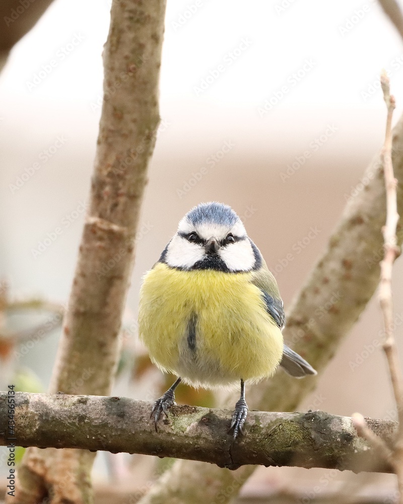 Obraz premium great tit
