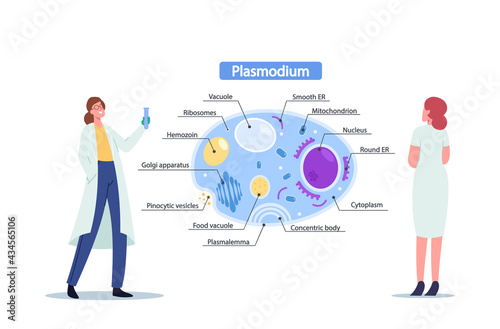 Female Scientists with Test Tube Learning Plasmodium Parasites Anatomy. Tiny Microbiology Doctor at Huge Infographics photo