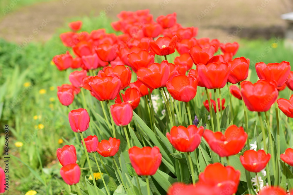 Obraz premium tulips in the garden, blooming tulips