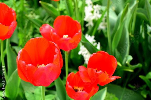 tulips in the garden, blooming tulips