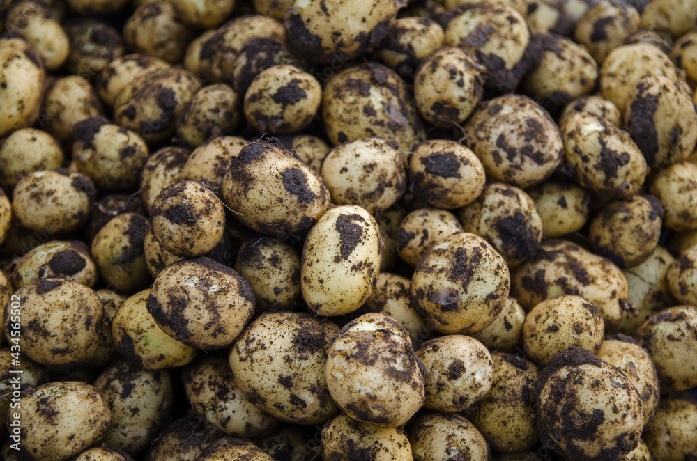 A pile of fresh young potatoes. Freshly dug potatoes with soil dirt. Harvesting, harvest. Agricultural food production and farming. Gardening. Growing organic potato vegetables on the farm. A pile of fresh young potatoes. Freshly dug potatoes with soil dirt. Harvesting, harvest. Agricultural food production and farming. Gardening. Growing organic potato vegetables on the farm.